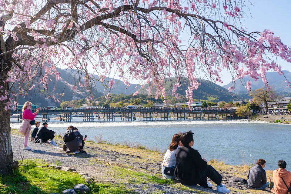 People sit and stand by a riverside under cherry blossom trees. A wooden bridge spans the river, with hills and mountains in the background. The sky is clear and sunny, creating a peaceful and scenic atmosphere.