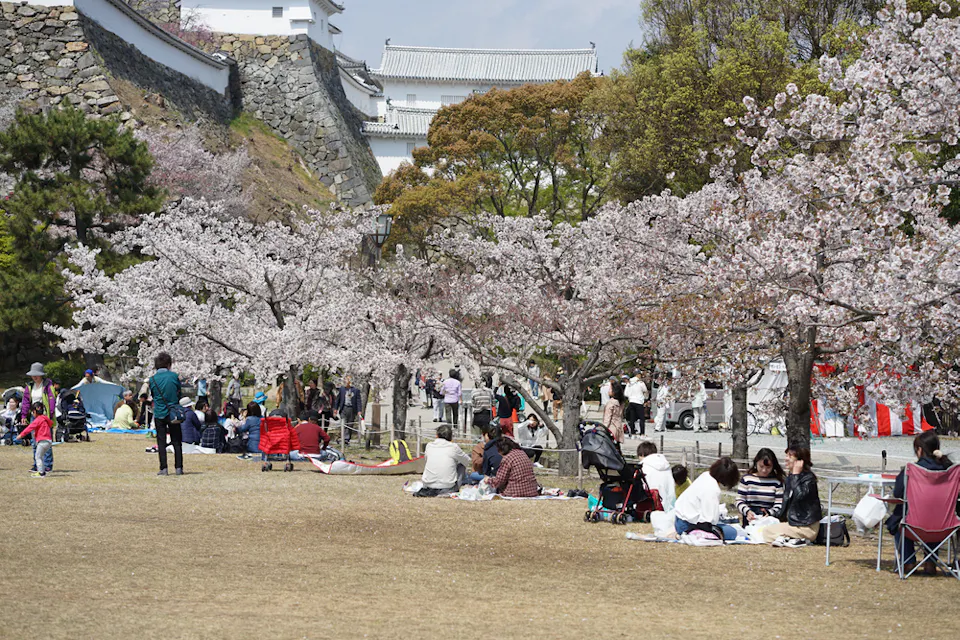 People enjoying a picnic under cherry blossom trees in a park. The scene includes groups sitting on blankets, surrounded by blooming sakura, near a traditional white building. The atmosphere is lively and serene.