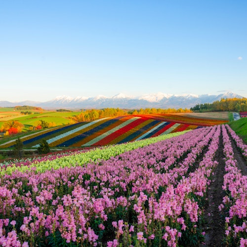 Beautiful Flowers Beautiful Flowers