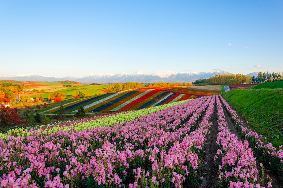 Spring Flowers in Japan: 8 Must-See Flower Meadows - Trip To Spring Flowers in Japan: 8 Must-See Flower Meadows - Trip To