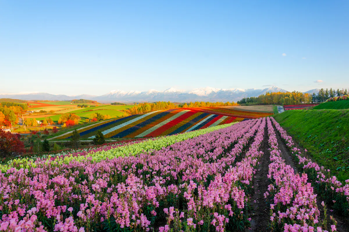 Beautiful Flowers Vibrant rows of pink, red, yellow, and green flowers stretch across rolling fields under a clear blue sky. Snow-capped mountains are visible in the distance, with lush greenery on the right.