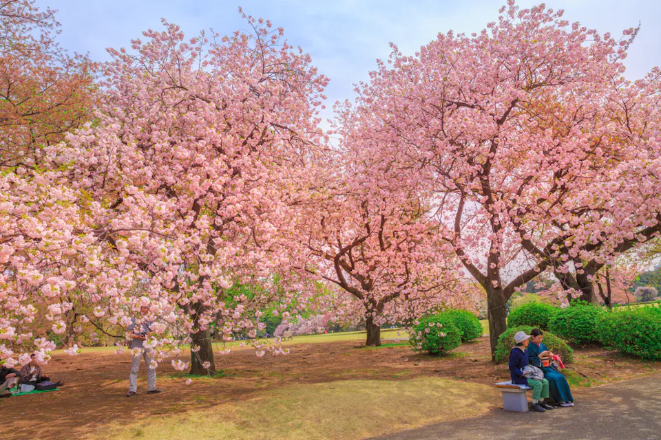 Cherry Blossoms A serene park scene with cherry blossom trees in full bloom. People are enjoying the view, some sitting on a bench and others standing or lying on the grass, surrounded by vibrant pink flowers under a clear blue sky.