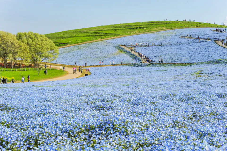A sprawling field of blue and white flowers covers a gently sloped hill with a path winding through it. Several people walk along the path, while trees line the left side under a clear blue sky.