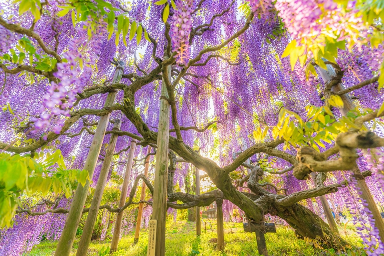 Spring Flowers In Japan 8 Must See Flower Meadows Trip To Japan Spring Flowers In Japan 8 Must See Flower Meadows Trip To Japan