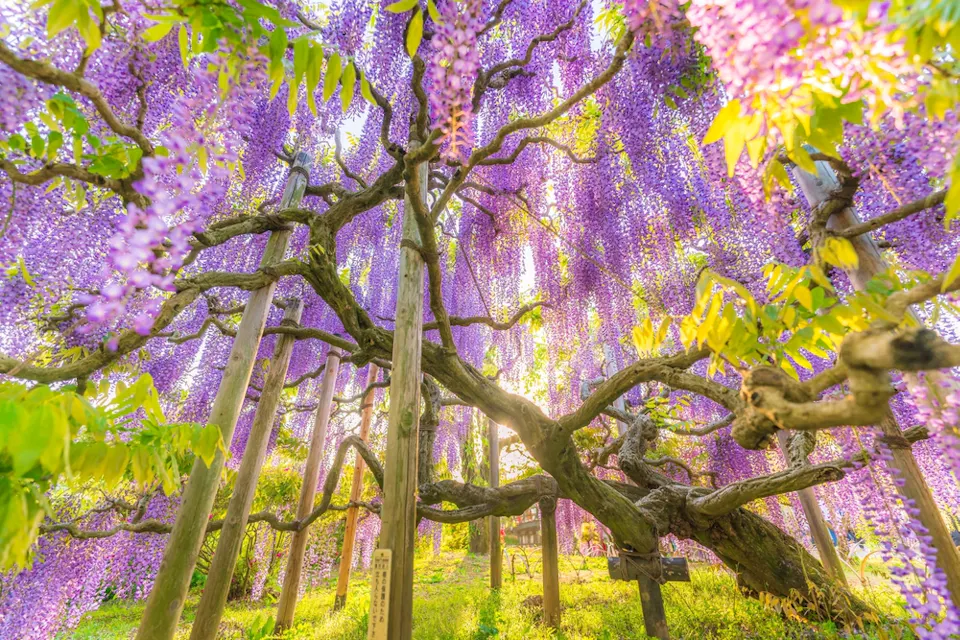 A vibrant wisteria tree with cascading purple flowers stretches its branches supported by wooden beams. Sunlight filters through the blossoms, creating a dreamy, colorful atmosphere. Lush green leaves frame the scene.