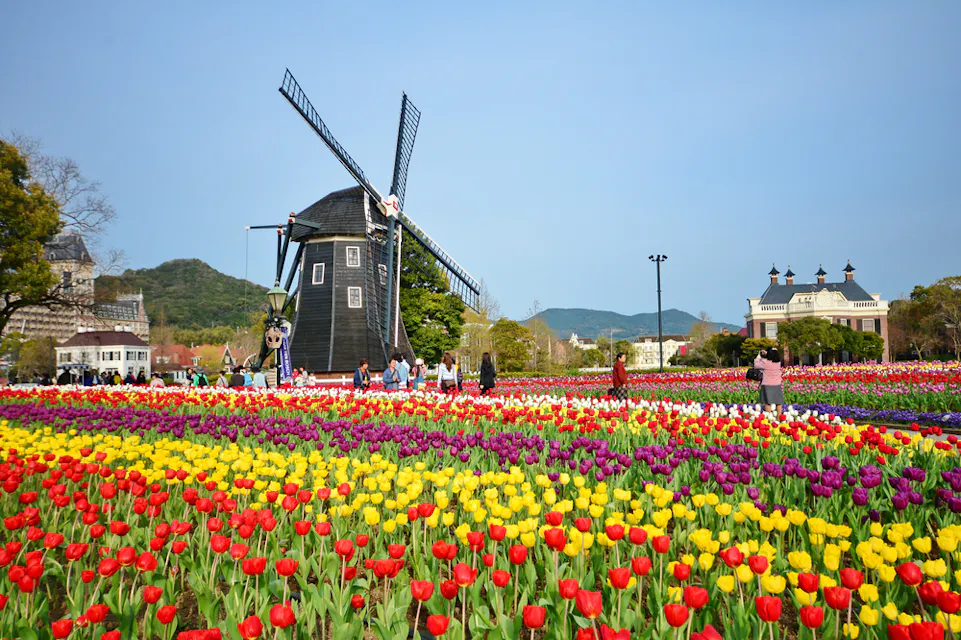 A scenic view of a vibrant tulip field with red, yellow, and purple flowers. A traditional windmill stands prominently in the background, surrounded by people enjoying the scenery. Distant hills and buildings are visible under a clear blue sky.