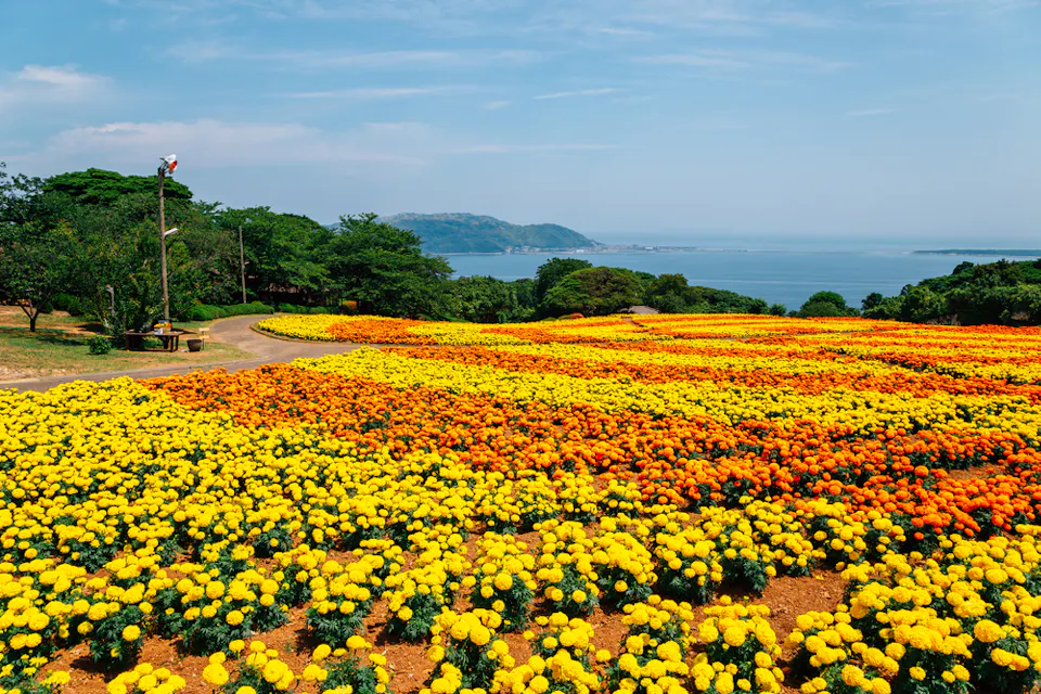 A vibrant flower field with rows of yellow and orange blooms stretches towards the sea. The blue sky is dotted with few clouds, and in the distance, hills meet the ocean. A pathway winds through the colorful landscape.