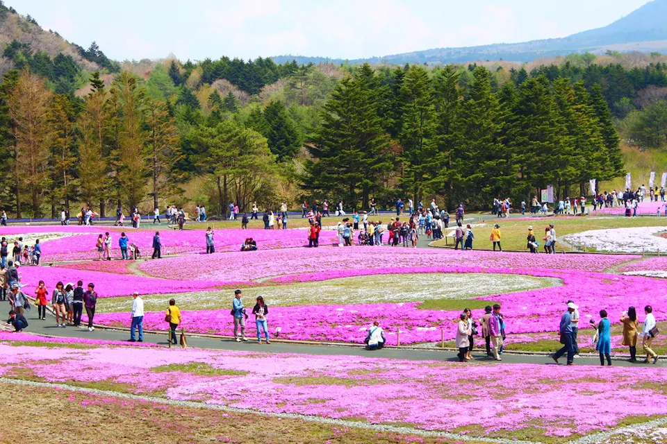 People walking through a park with vibrant pink moss phlox flowers in full bloom. The scene is set against a backdrop of green trees and distant hills, with a clear sky overhead.