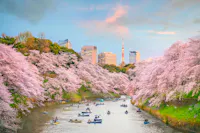 Sakura Season in Japan