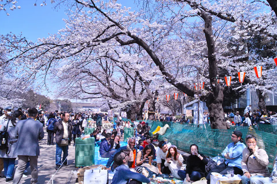 Hanami (Cherry Blossom Viewing Parties) People enjoy a picnic under blooming cherry blossom trees in a park. The scene is lively with groups gathered on blankets, surrounded by decorations and vibrant greenery. The sky is clear and blue, enhancing the festive atmosphere.