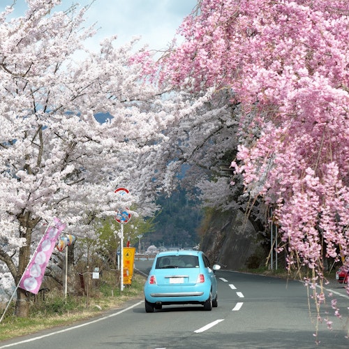 Japan Spring Break Japan Spring Break