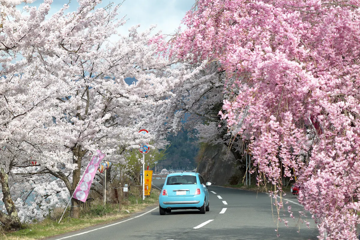 Japan Spring Break A light blue car drives down a scenic road lined with blooming pink and white cherry blossom trees, creating a colorful canopy. The sky is clear, enhancing the vibrant colors of the blossoms along the winding road.
