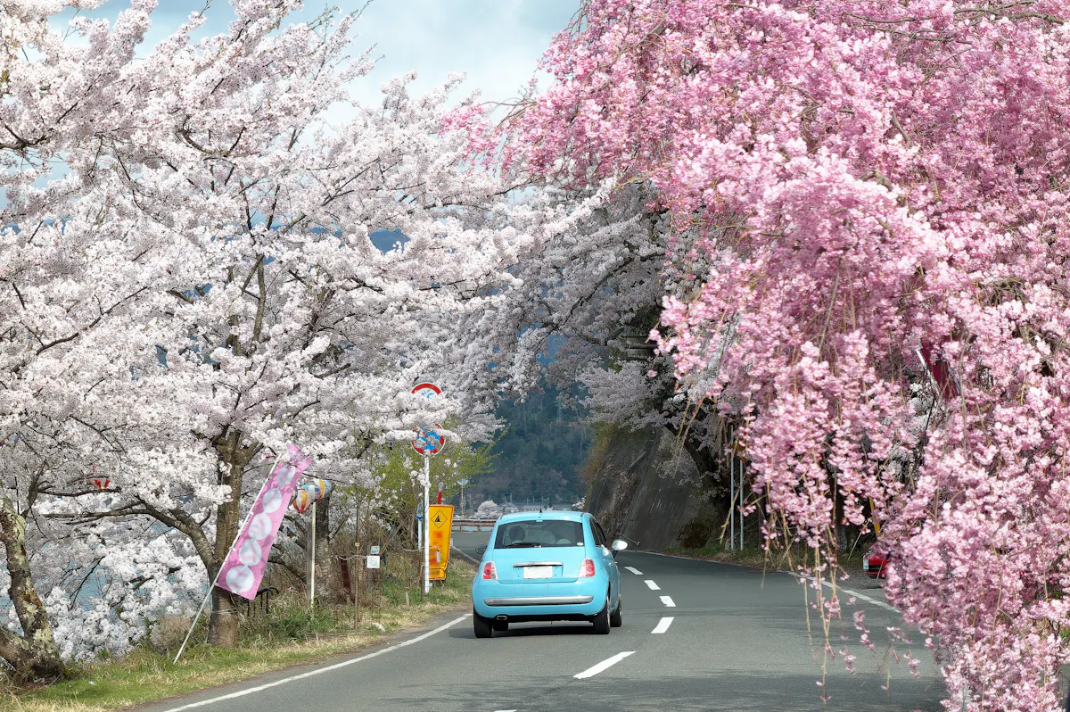 A light blue car drives down a scenic road lined with blooming pink and white cherry blossom trees, creating a colorful canopy. The sky is clear, enhancing the vibrant colors of the blossoms along the winding road.
