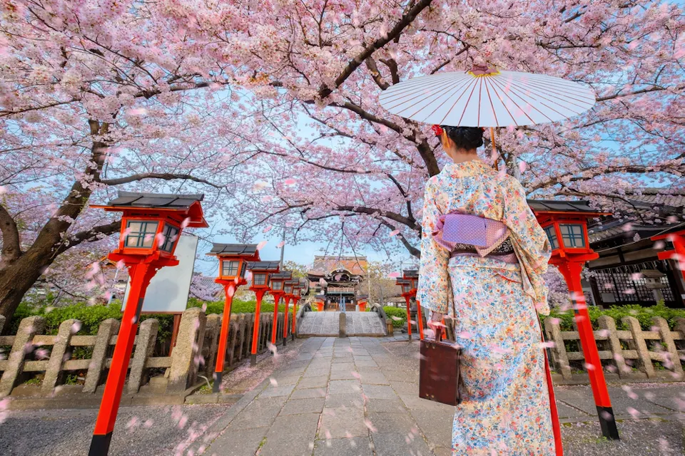 A person in a floral kimono holds a paper parasol while walking through a path lined with red lanterns under blooming cherry blossoms. The scene captures the essence of spring in a traditional Japanese garden.
