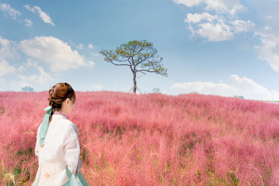 A person in traditional clothing stands in a vibrant pink muhly grass field, gazing at a solitary tree under a blue sky with scattered clouds.