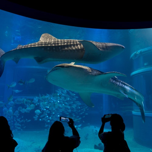 Osaka Aquarium Kaiyukan Silhouetted visitors take photos of two large whale sharks swimming gracefully in a brightly lit aquarium tank, surrounded by smaller fish. The serene underwater scene is viewed through a large glass window.