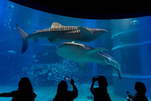 Silhouetted visitors take photos of two large whale sharks swimming gracefully in a brightly lit aquarium tank, surrounded by smaller fish. The serene underwater scene is viewed through a large glass window.