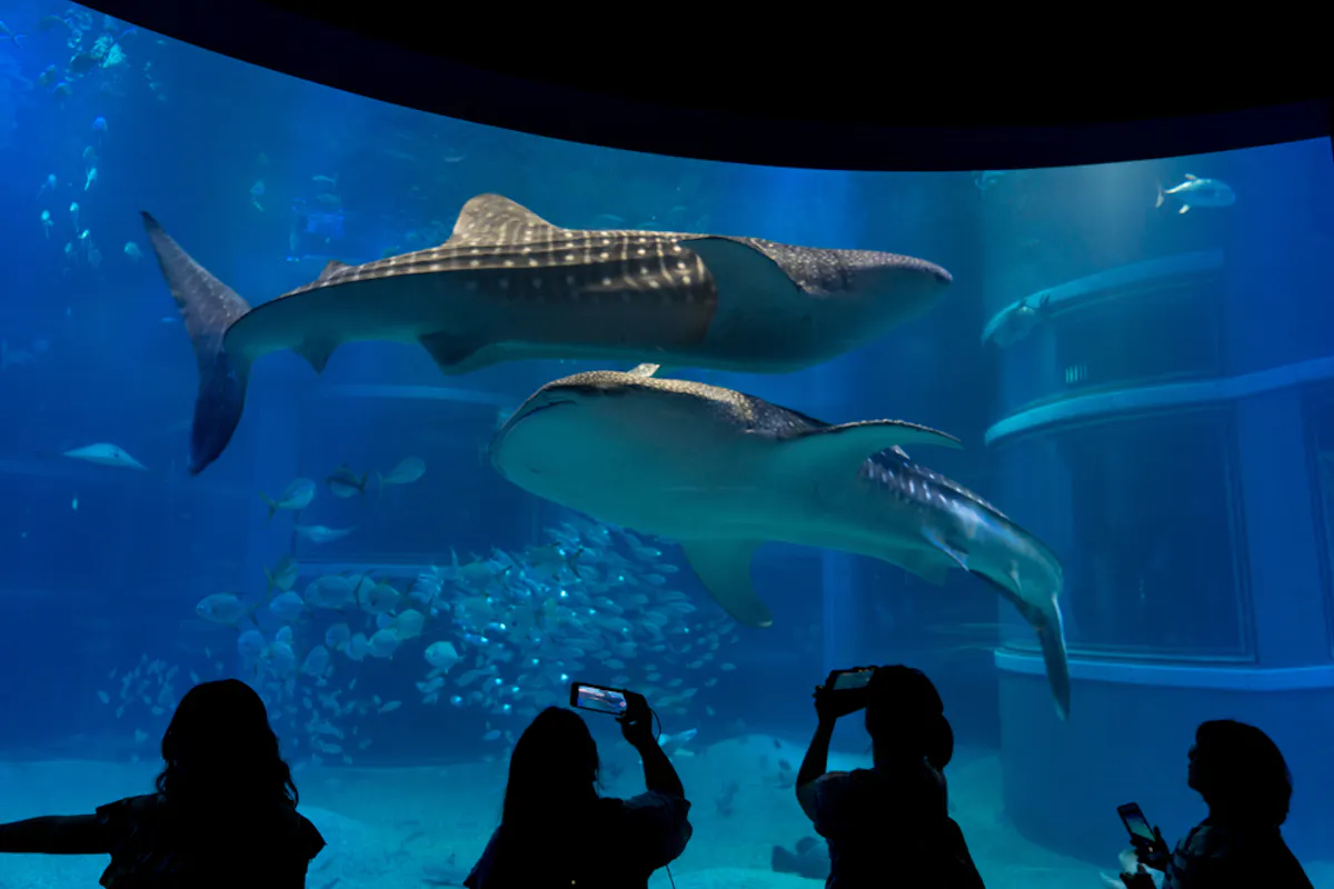 Osaka Aquarium Kaiyukan Silhouetted visitors take photos of two large whale sharks swimming gracefully in a brightly lit aquarium tank, surrounded by smaller fish. The serene underwater scene is viewed through a large glass window.