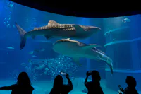 Silhouetted visitors take photos of two large whale sharks swimming gracefully in a brightly lit aquarium tank, surrounded by smaller fish. The serene underwater scene is viewed through a large glass window.