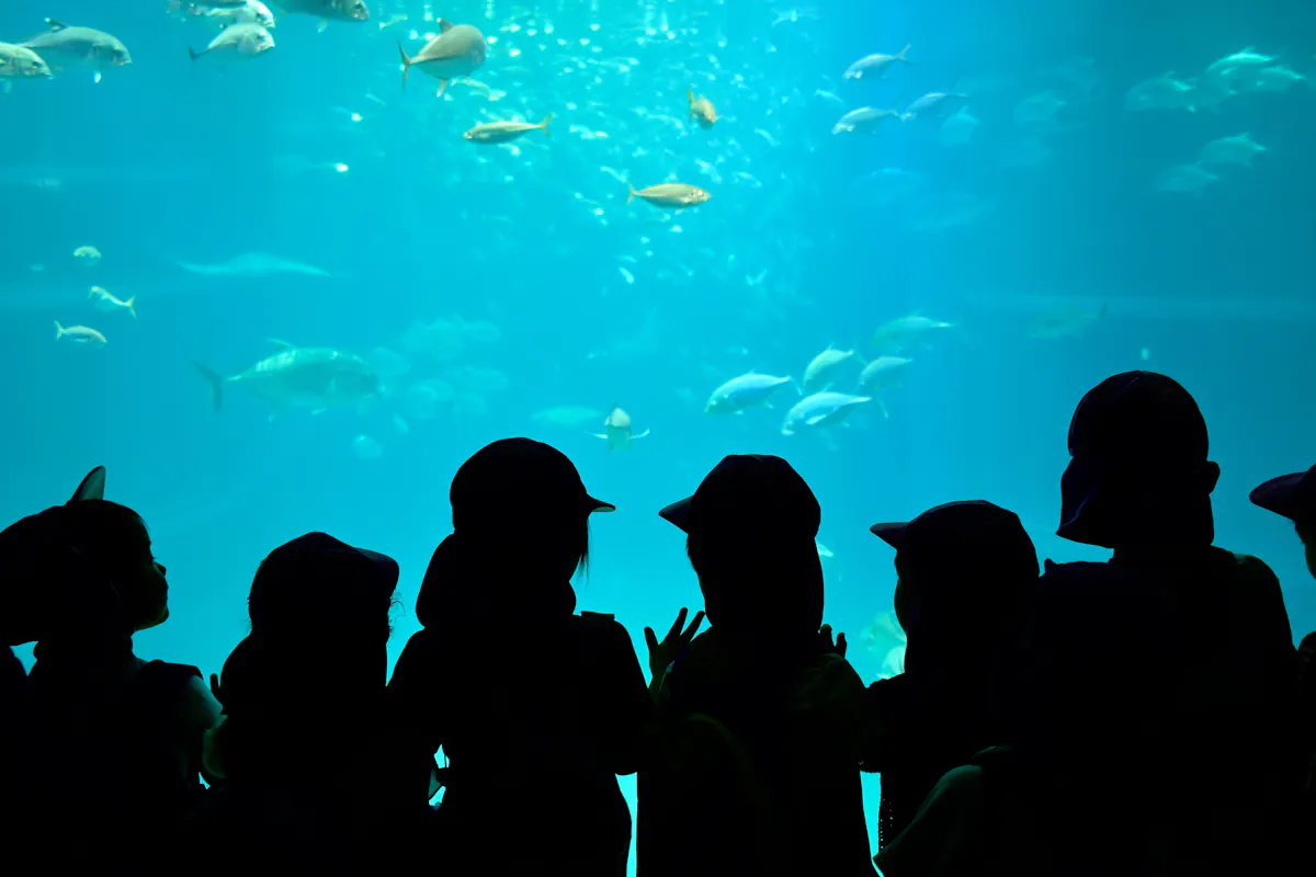 Silhouetted group of children watch fish swimming in a large, blue-lit aquarium tank.