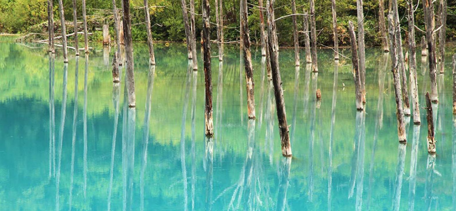 Day Tour to Asahiyama Zoo, Biei Pond and Tomita Farm