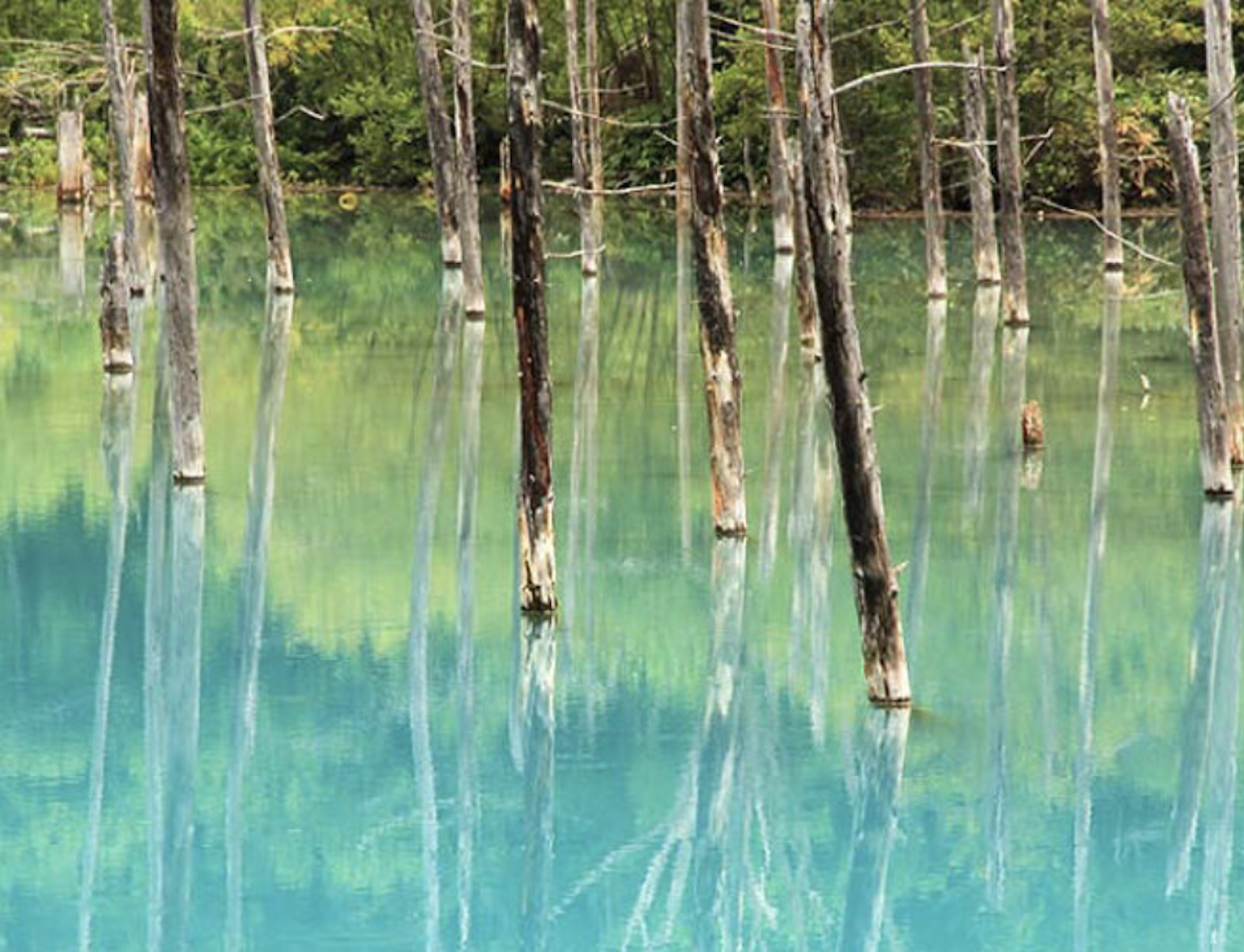 Shirogane Blue Pond Shirogane Blue Pond