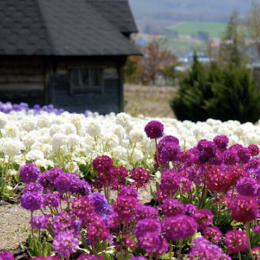 Farm Tomita Farm Tomita