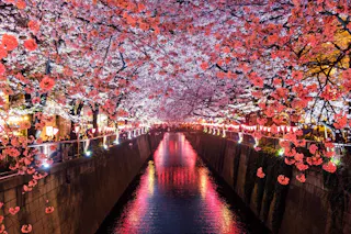Cherry blossom trees in full bloom arch over a river at night, with pink petals reflected in the water. Decorative lanterns and lights line the pathway on both sides, creating a festive, colorful atmosphere.