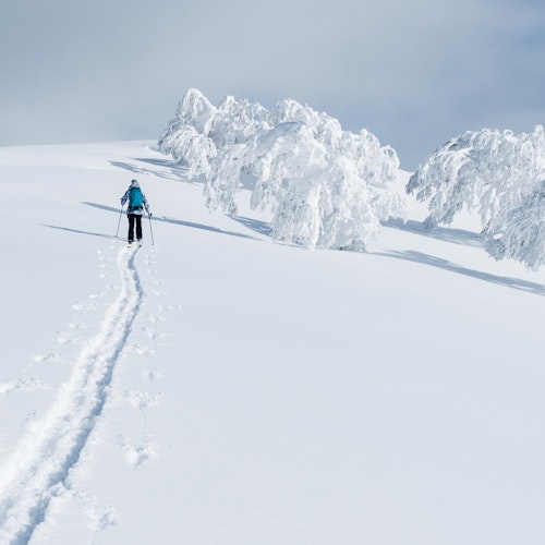 Niseko Snow A person in a blue jacket and carrying poles is skiing uphill through deep, powdery snow. Snow-covered trees line the horizon under a clear, blue sky.