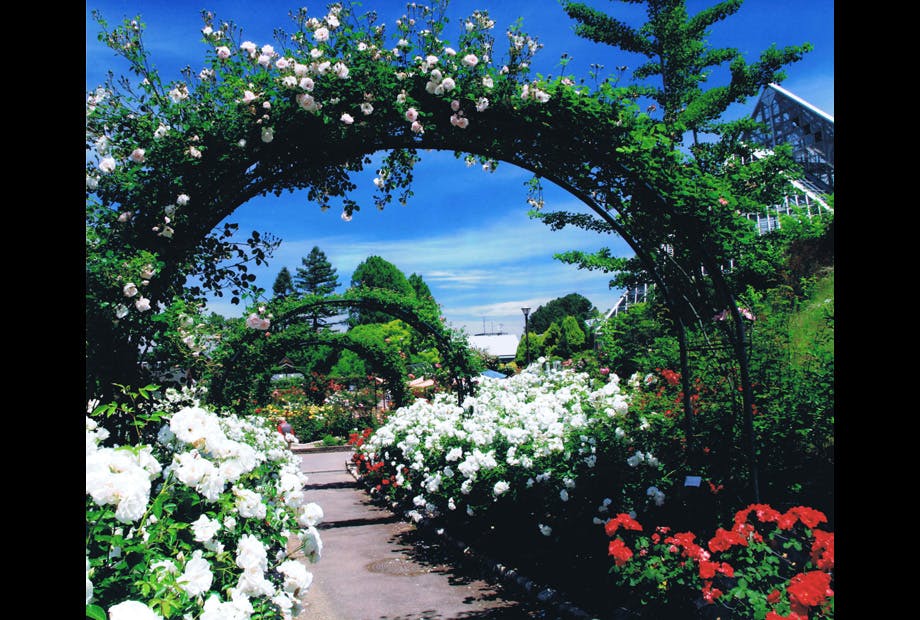 Osaka Prefectural Flower Garden