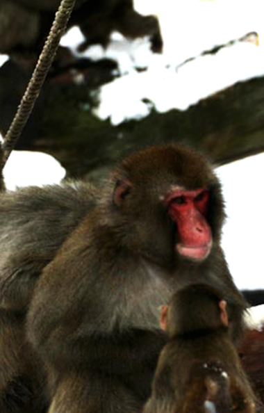 Asahiyama Zoo Asahiyama Zoo