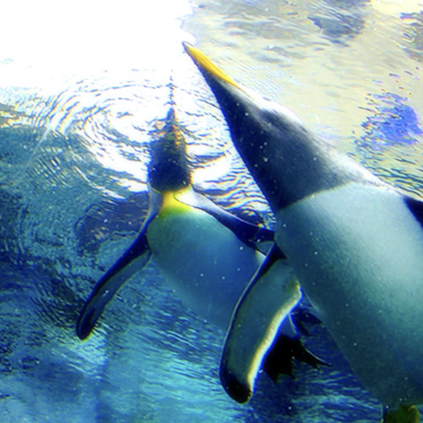 Asahiyama Zoo Asahiyama Zoo