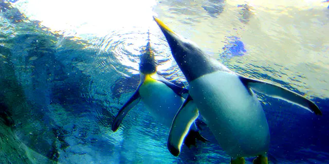Two penguins swim underwater, seen from below with their beaks touching the water’s surface. Light filters through the blue water, creating reflections and a dynamic, vibrant scene.