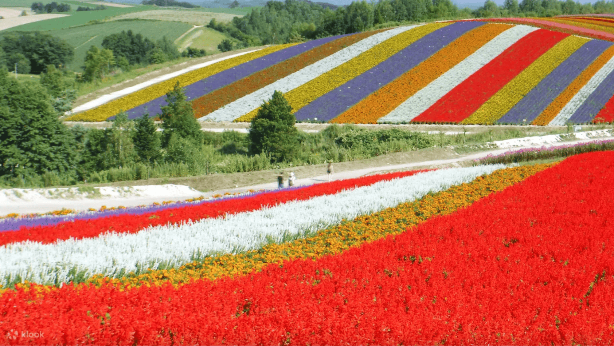 Explore Hokkaido: Tomita Farm, Shikisai & Blue Pond Bus Tour