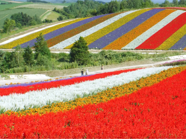 Explore Hokkaido: Tomita Farm, Shikisai & Blue Pond Bus Tour