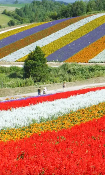 Shikisai no Oka Shikisai no Oka