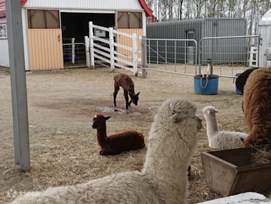 Alpaca Farm
