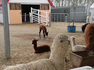 Alpaca Farm