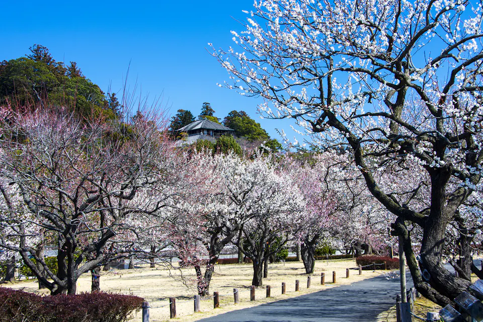 A scenic view of a park with cherry blossom trees in full bloom under a clear blue sky. A pathway winds through the trees, and a traditional building is partially visible in the background, surrounded by lush greenery.