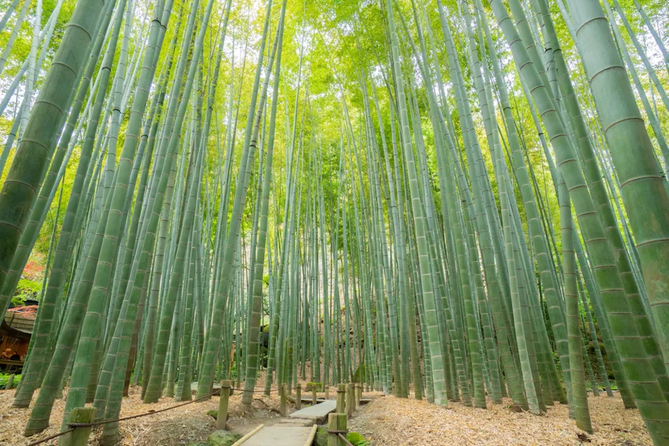 A tranquil bamboo forest with tall, densely packed green bamboo stalks. A narrow wooden path leads through the grove, surrounded by a bed of fallen leaves. Sunlight filters softly through the foliage above.