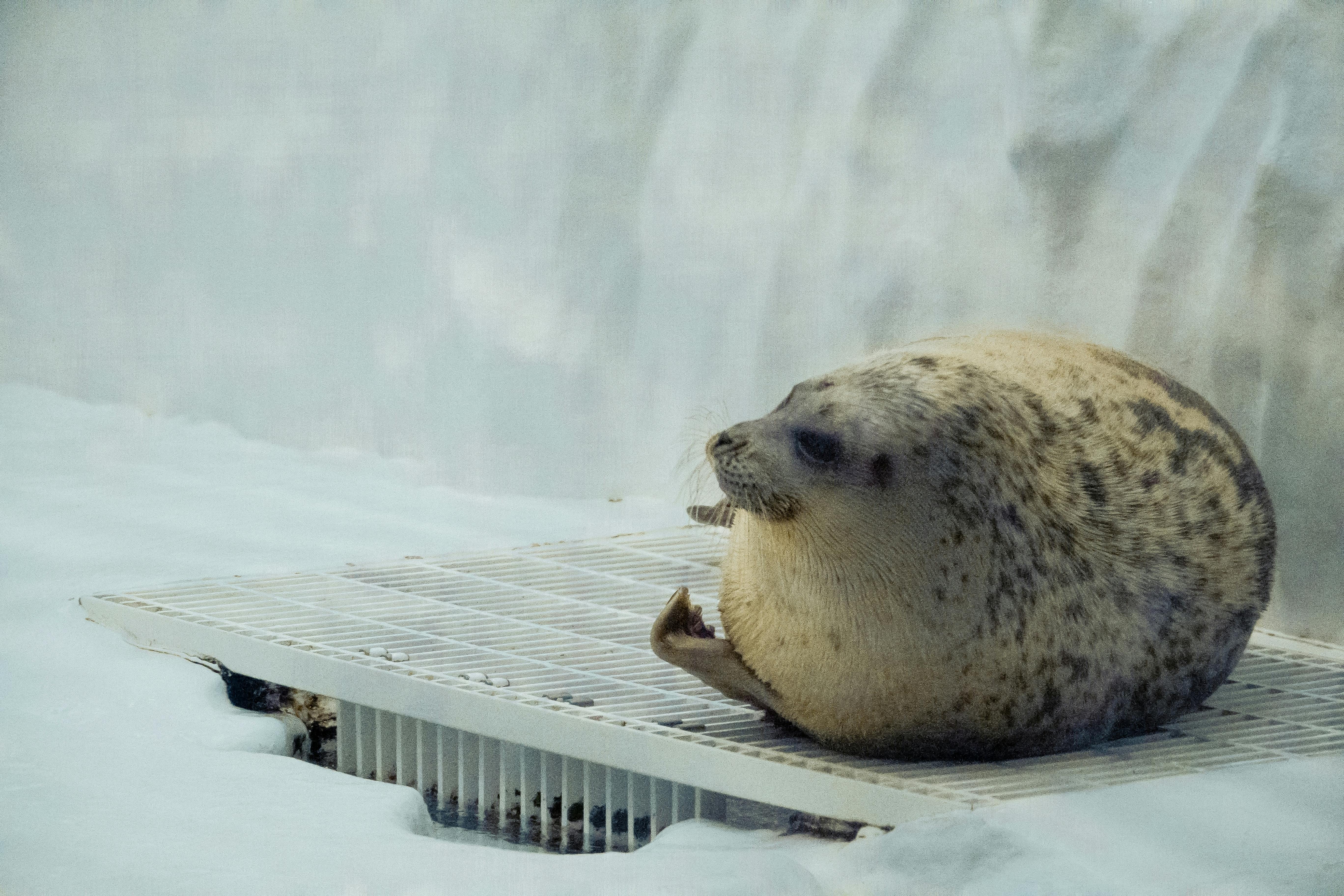 Top 10 Must-See Exhibits at Osaka Aquarium Kaiyukan - Trip To Japan