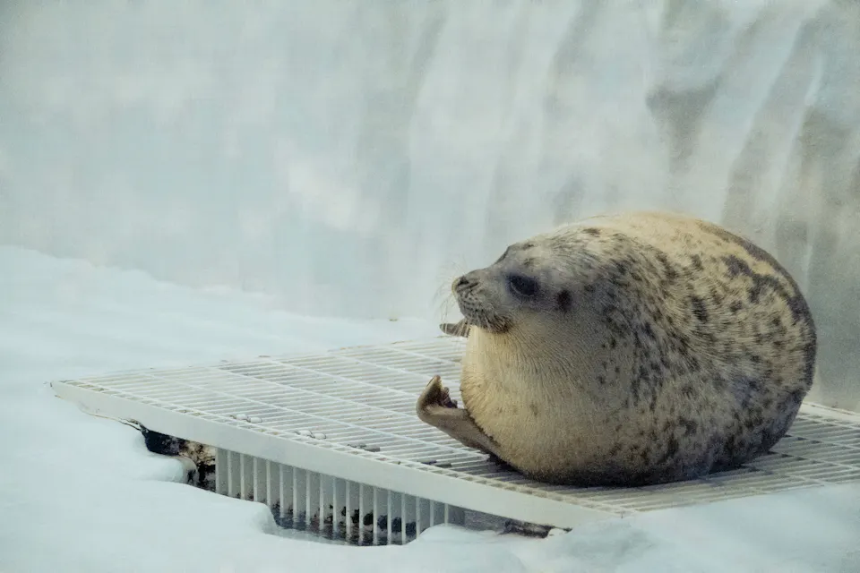 sea lion IN Osaka Aquarium Kaiyukan sea lion IN Osaka Aquarium Kaiyukan