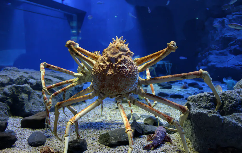 Japan Osaka Kaiyukan Aquarium crab A Japanese spider crab with long legs and a spiny shell is standing on the sandy bottom of a blue-lit aquarium. Surrounding it are rocks, fish, and other sea creatures.