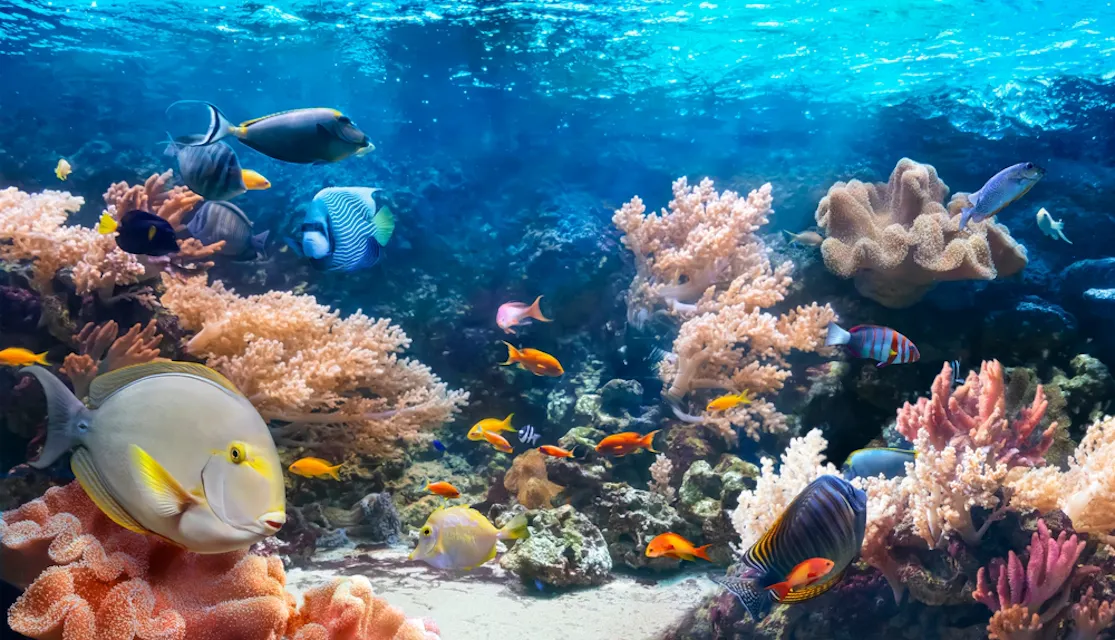Colorful tropical fish in the coral reef A vibrant underwater scene featuring a variety of colorful fish swimming around coral reefs. The water is clear, and the sun’s rays illuminate the diverse marine life and coral structures, creating a lively and dynamic ecosystem.