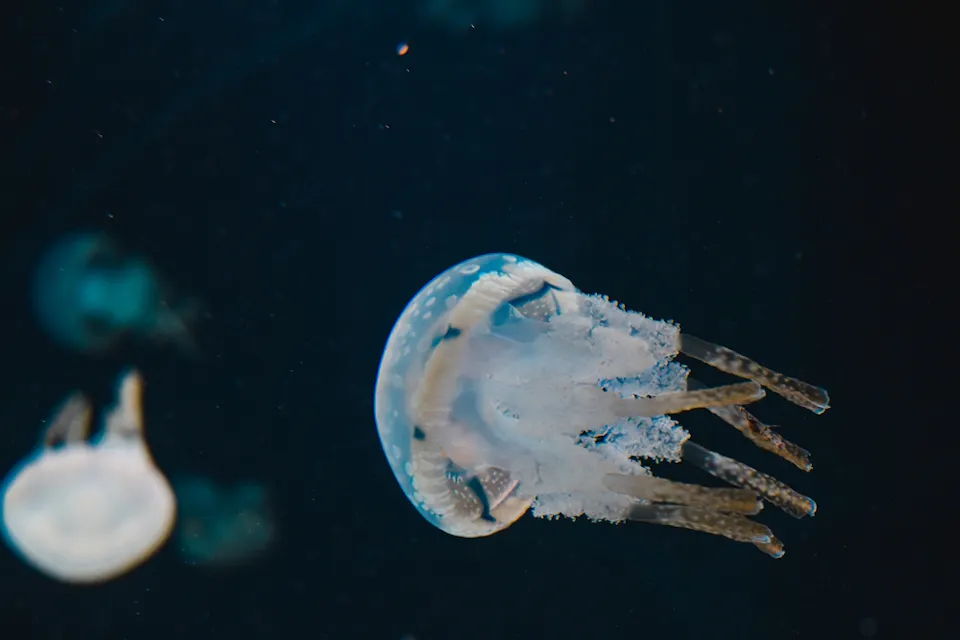 jellyfish in Osaka Aquarium Kaiyukan,Japan A translucent jellyfish floats gracefully in dark water, illuminated by dim light. Its tentacles fan out beneath its bell-shaped body, and another jellyfish is visible in the background.