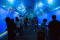 Osaka Aquarium Kaiyukan