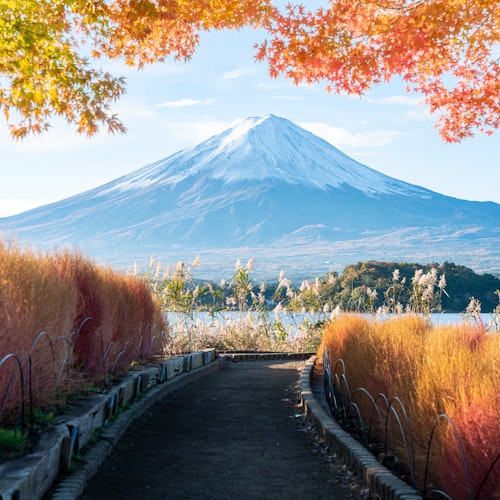 Mt. Fuji Day Trip A scenic view of Mount Fuji under a clear blue sky. A path lined with vibrant autumn foliage leads toward the mountain, with bright orange and green leaves framing the top of the image.