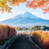 Mt. Fuji Day Trip A scenic view of Mount Fuji under a clear blue sky. A path lined with vibrant autumn foliage leads toward the mountain, with bright orange and green leaves framing the top of the image.