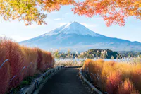 A scenic view of Mount Fuji under a clear blue sky. A path lined with vibrant autumn foliage leads toward the mountain, with bright orange and green leaves framing the top of the image.