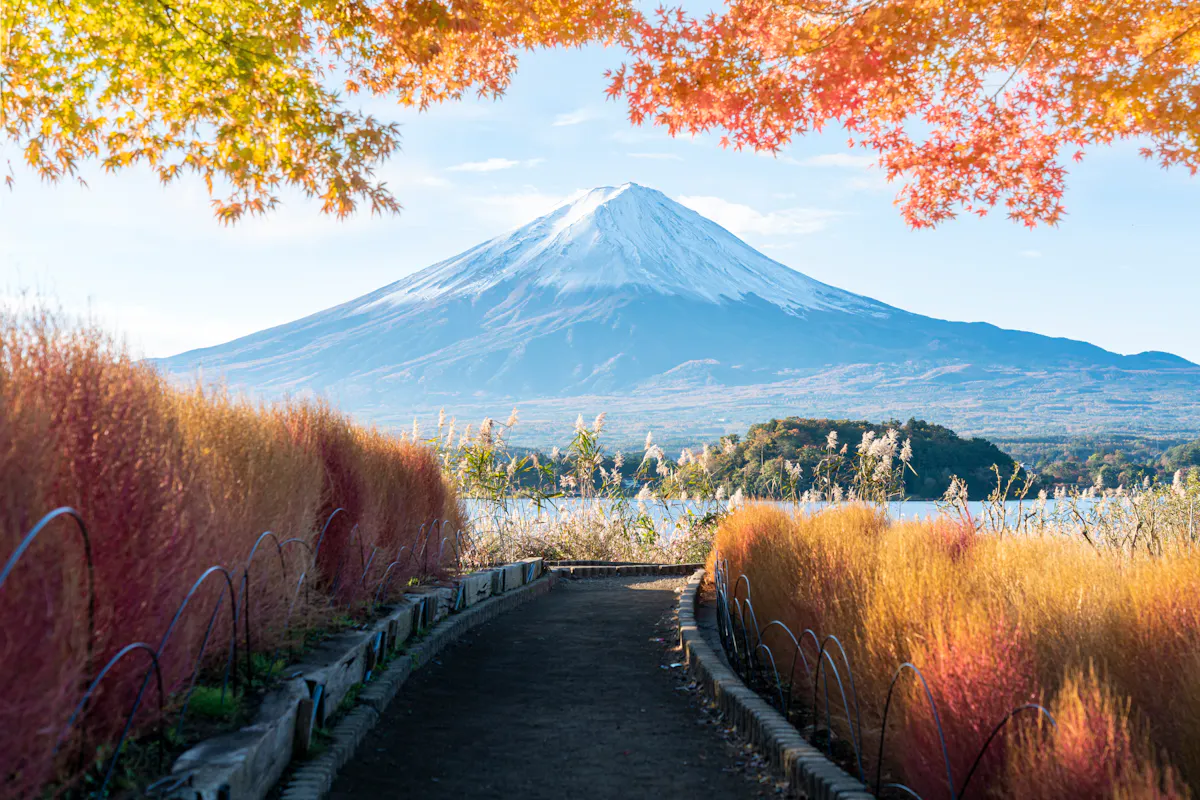 A scenic view of Mount Fuji under a clear blue sky. A path lined with vibrant autumn foliage leads toward the mountain, with bright orange and green leaves framing the top of the image.